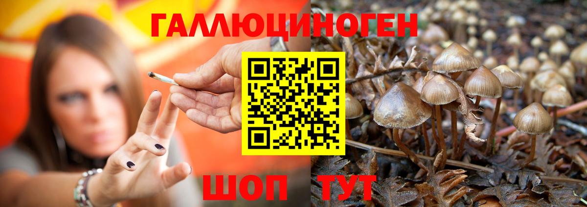 Псилоцибиновые грибы Psilocybe Новороссийск